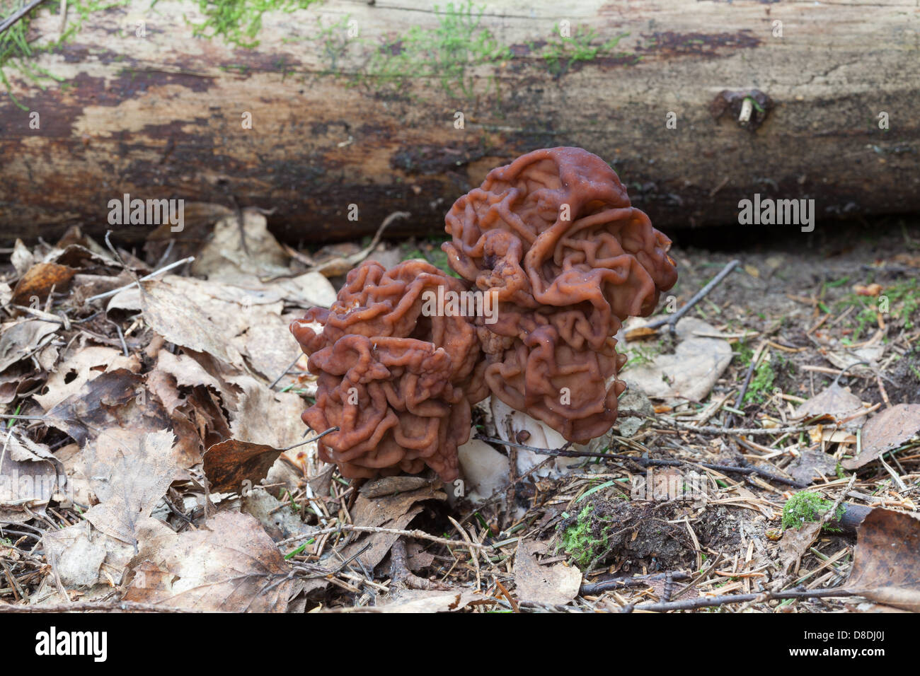 False morel Stock Photo