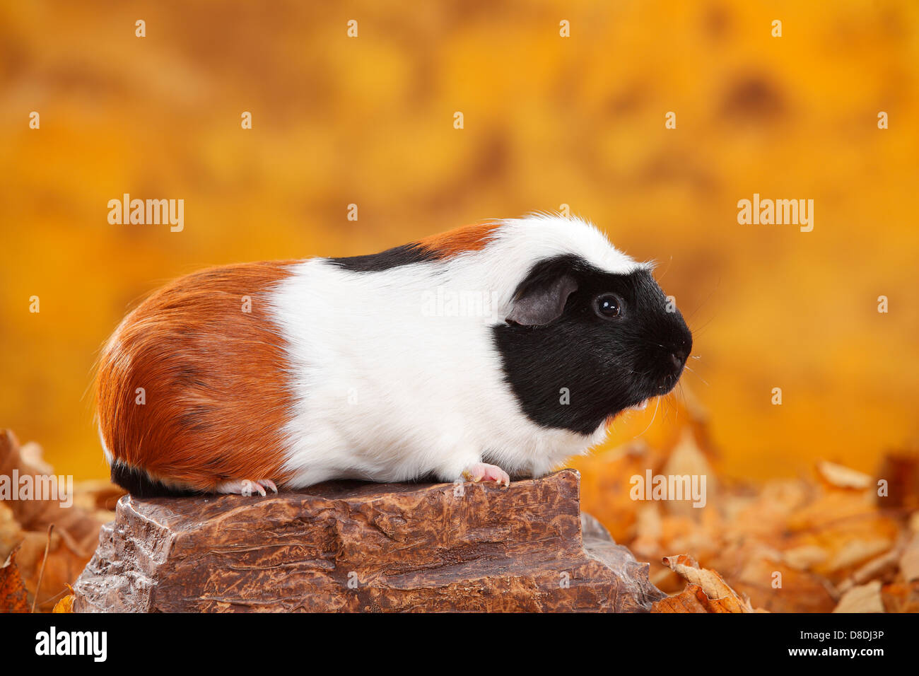 english crested guinea pig