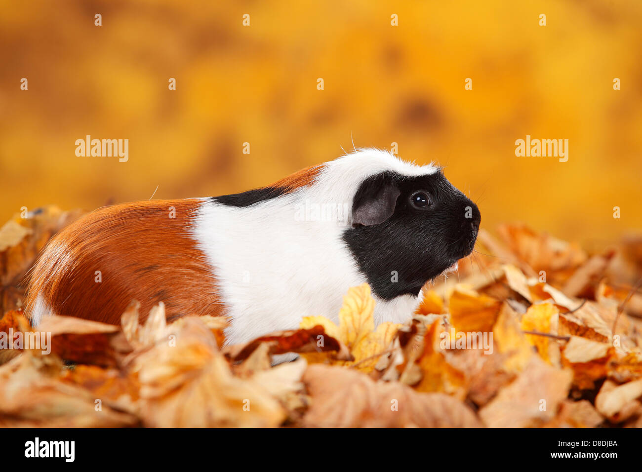 english-crested-guinea-pig-tortie-white-english-crested