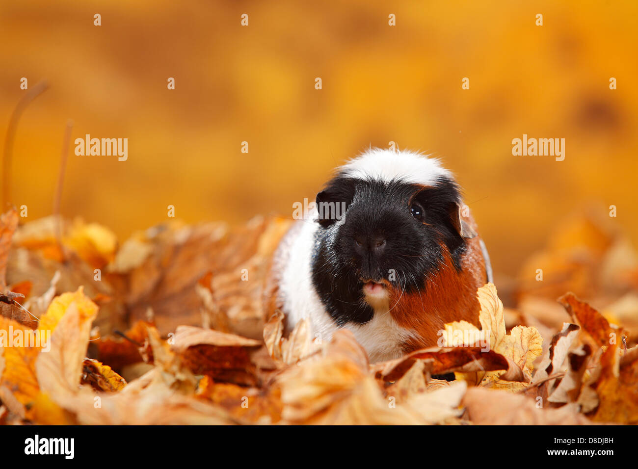 english-crested-guinea-pig-tortie-white-english-crested