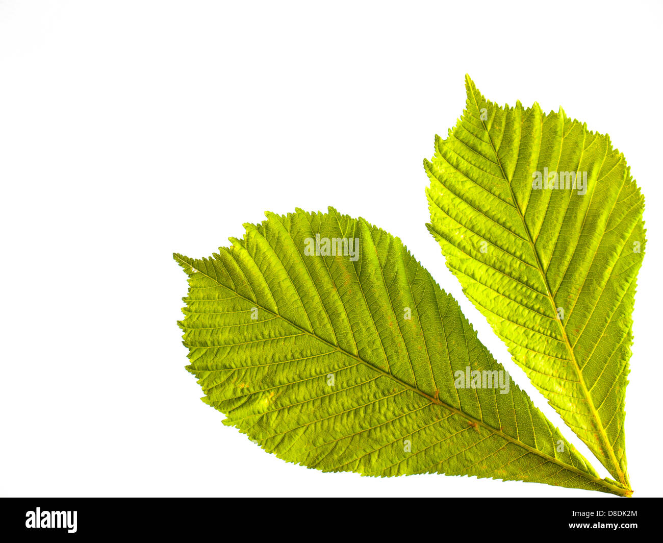 Horse chestnut leaf hires stock photography and images Alamy