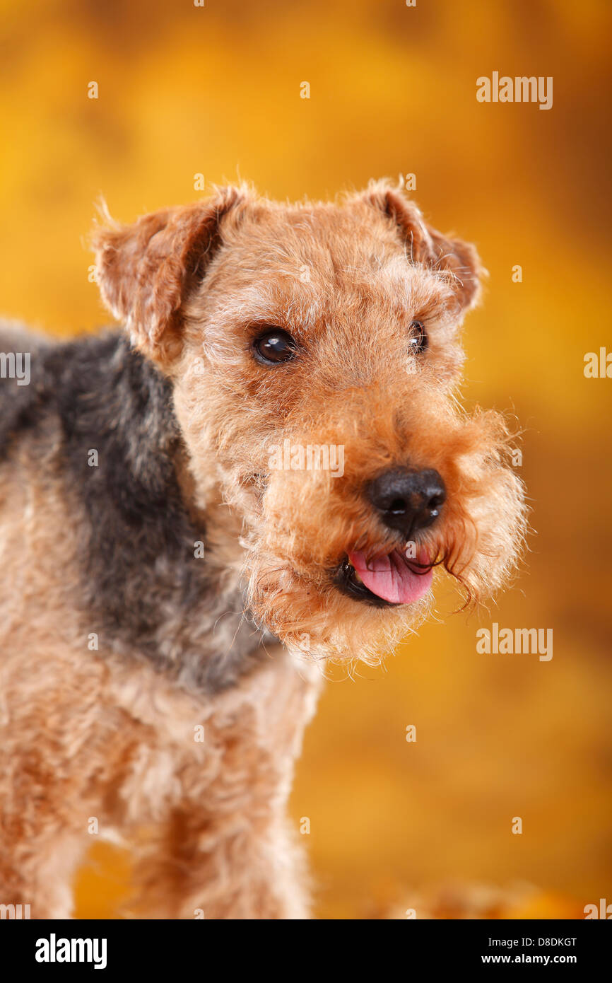 Welsh Terrier, bitch, 14 years old |Welsh Terrier, Huendin, 14 Jahre alt,  alter Hund Stock Photo - Alamy