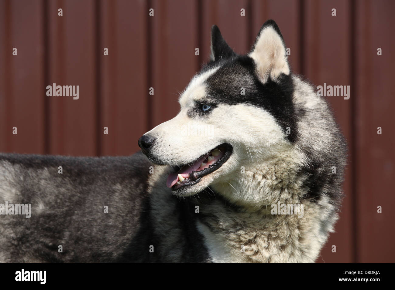 Grey Siberian husky in front of brown fence Stock Photo