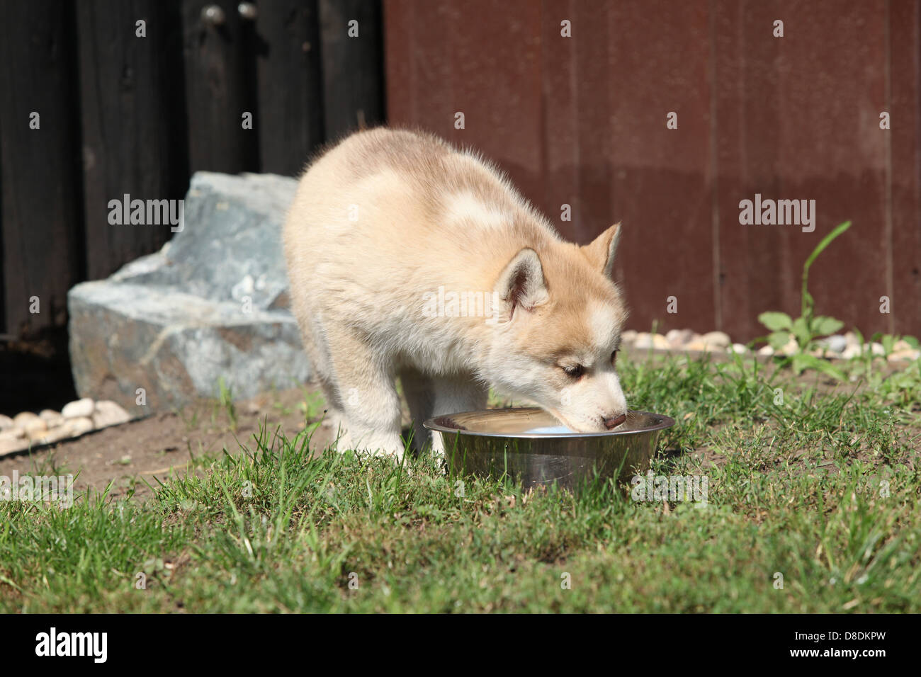 How Much Water Do Huskies Drink