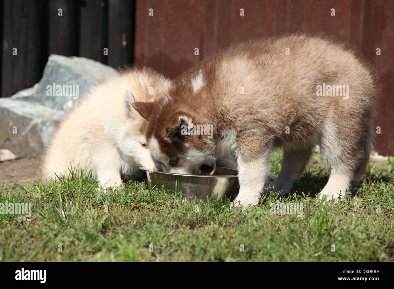 Siberian husky puppies drinking a water from the bowl Stock Photo Alamy