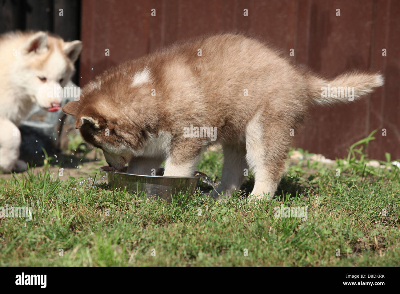 Siberian husky puppies drinking a water from the bowl Stock Photo Alamy