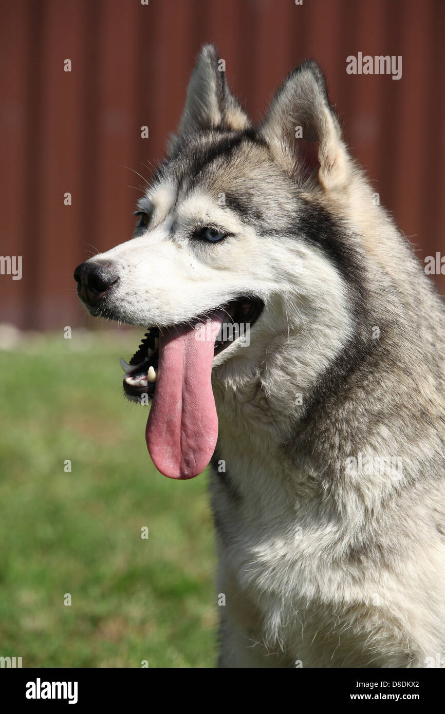 Portrait of Siberian husky with long tongue Stock Photo - Alamy