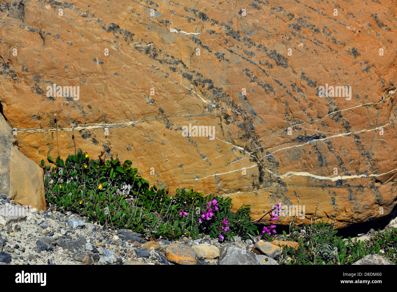 Sweetvetch (Hedysarum boreale) growing in Columbia Icefields glacial moraine Jasper National Park, Alberta, Canada Stock Photo