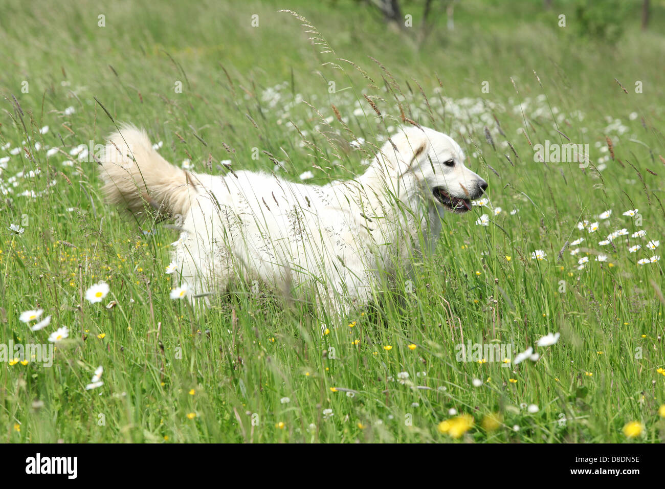 Slovakian Chuvach standing in high grass and white flowers Stock Photo