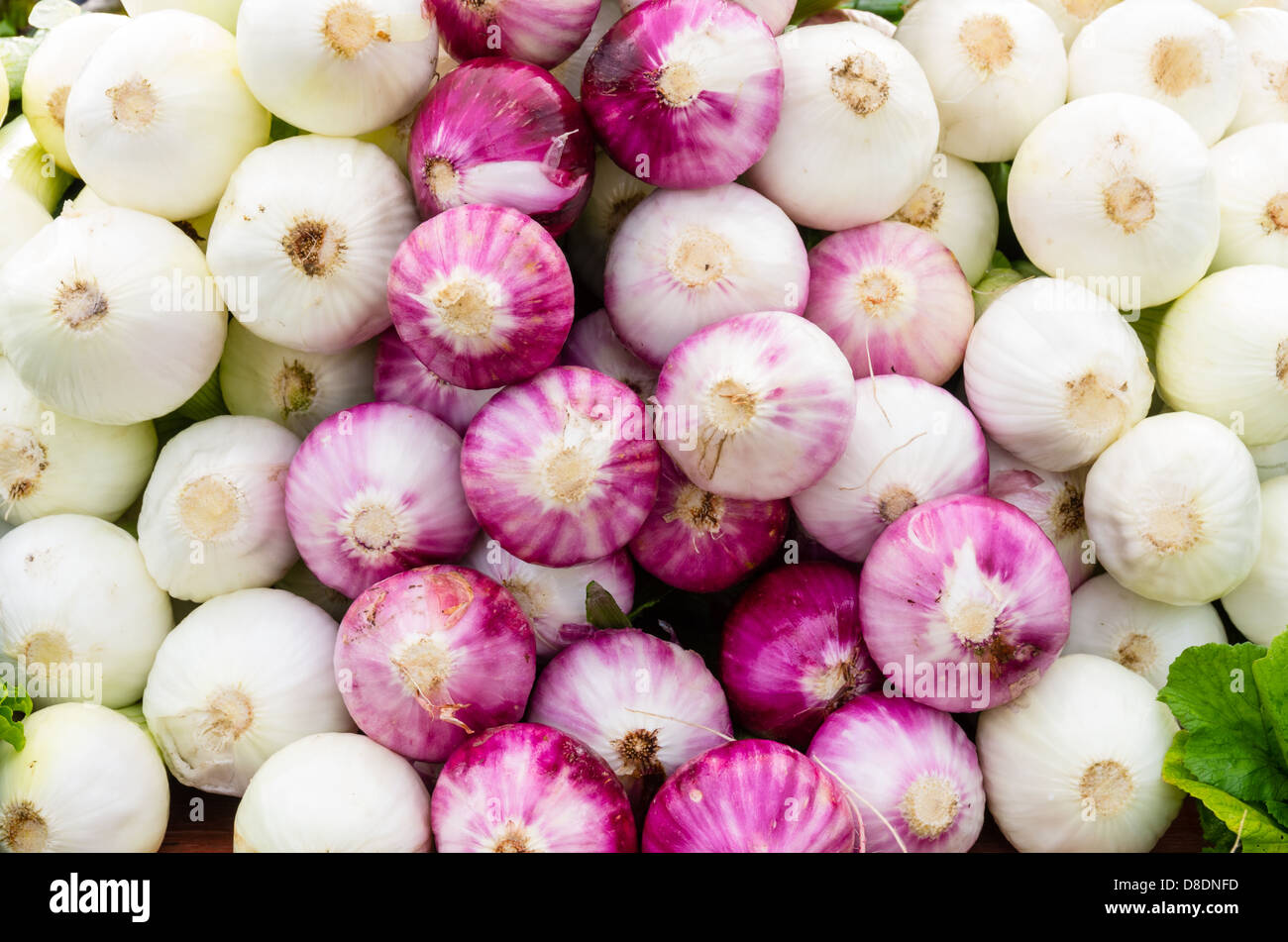 Freshly harvested red onions on display at the farmers market Stock ...