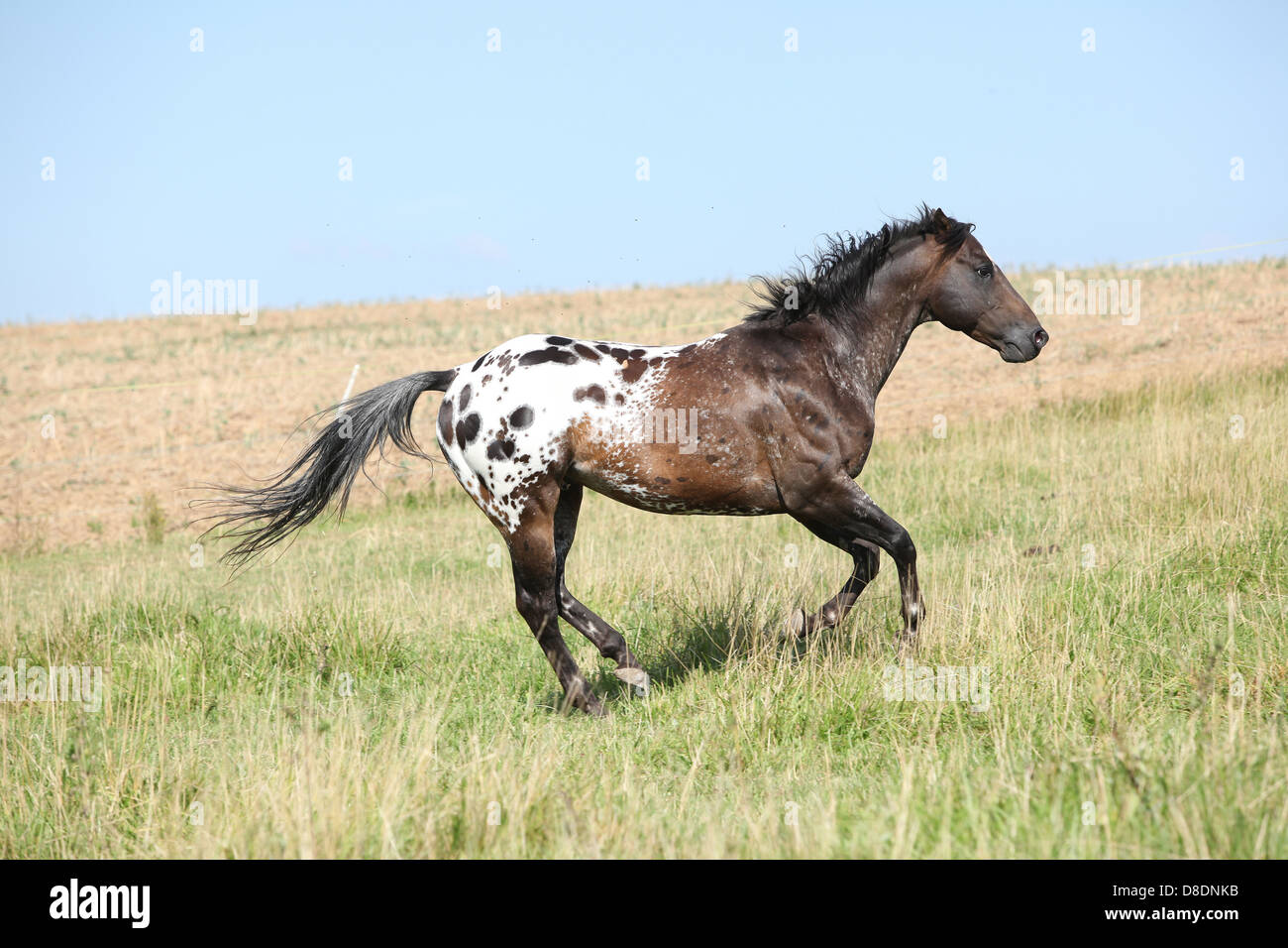 Appaloosa Horse Images – Browse 3,726 Stock Photos, Vectors, and Video