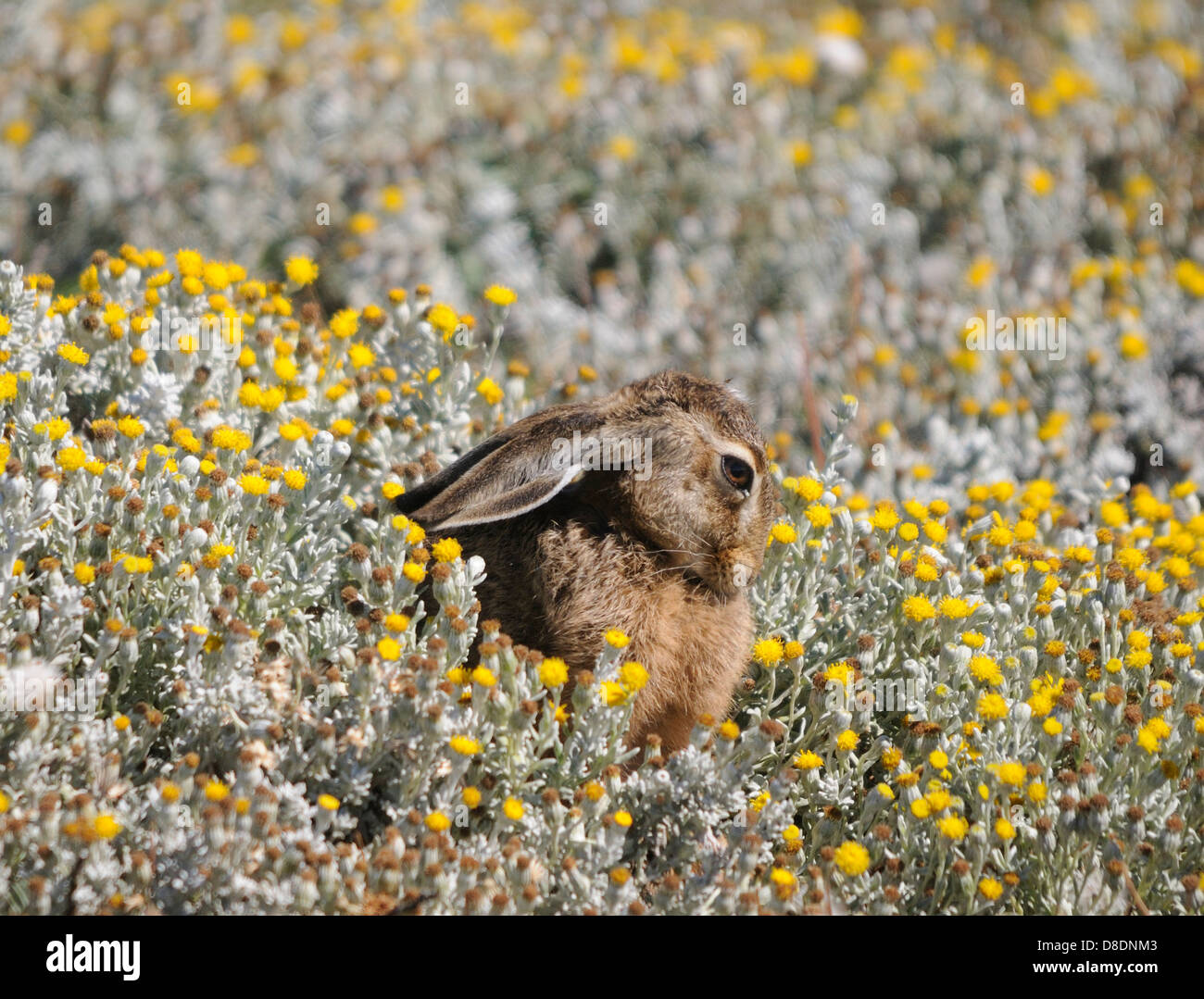 A European Hare, Liebre, Brown Hare,  (Lepus europaeus) sits with its ears down in a patch of yellow flowers. Stock Photo