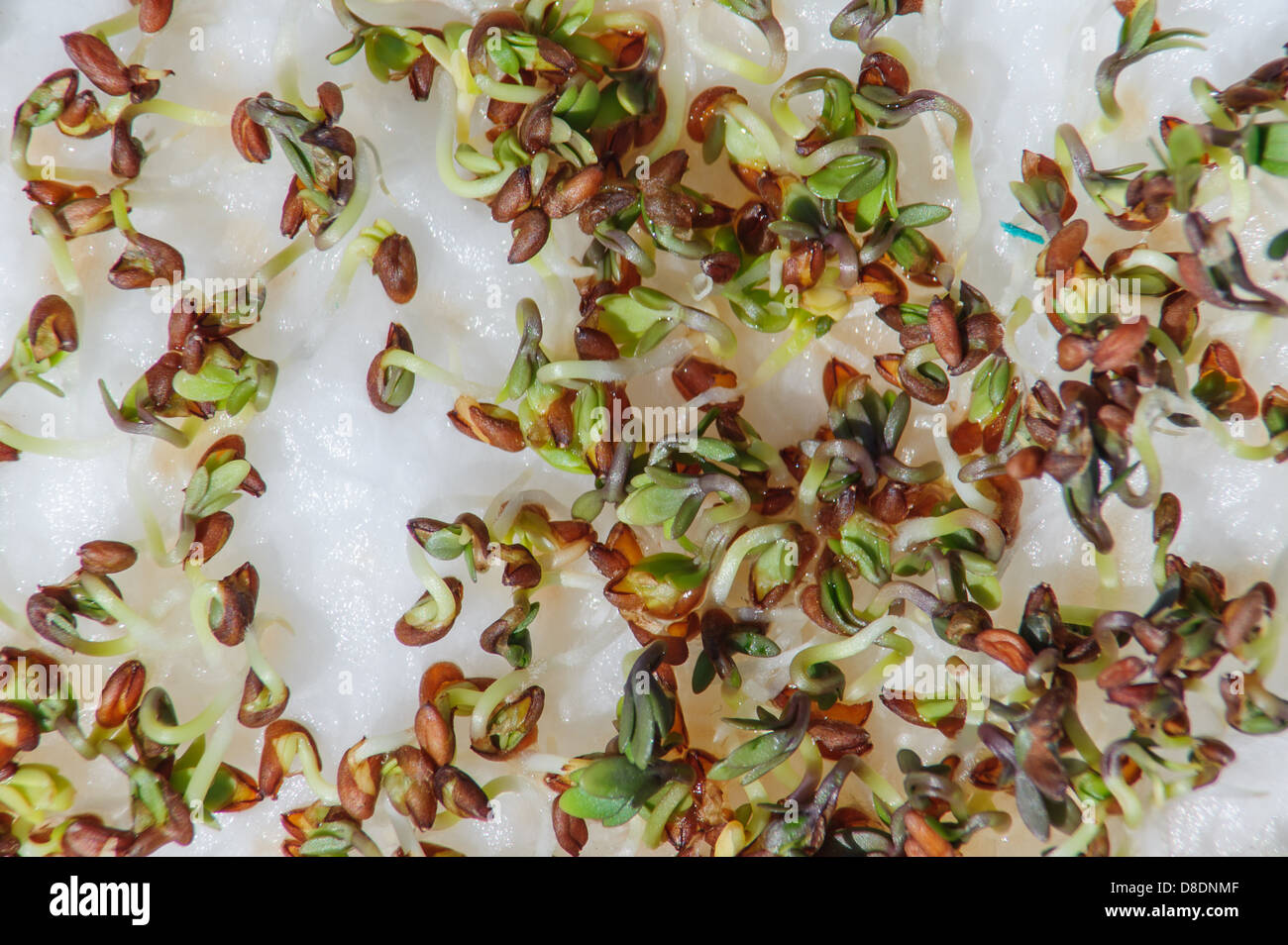 The germination of mustard cress grown indoors on kitchen roll Stock Photo 56850767 Alamy