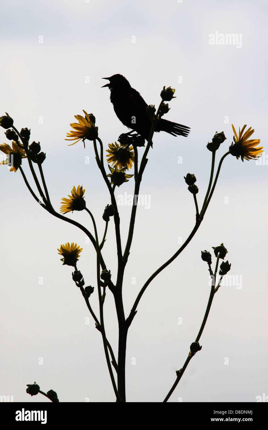 Red winged blackbird on prairie dock Ohio in territory Stock Photo