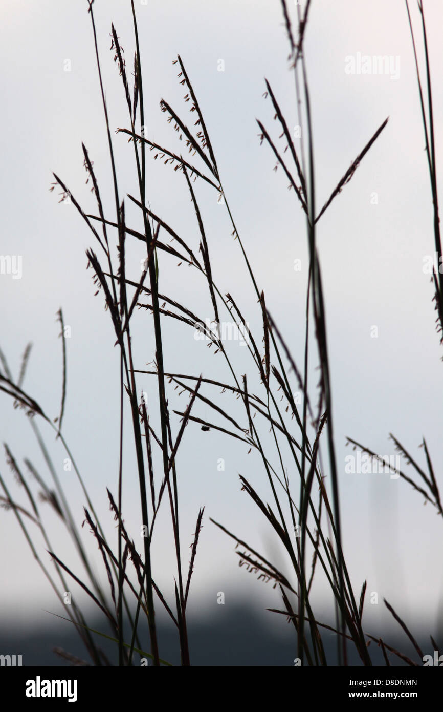 big bluestem prairie grass Ohio Stock Photo Alamy
