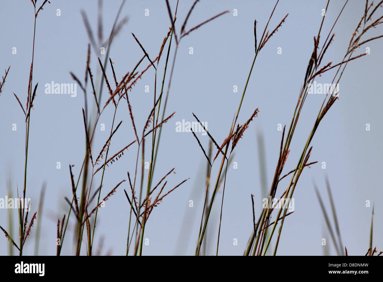 Big bluestem prairie grass ohio hires stock photography and images Alamy