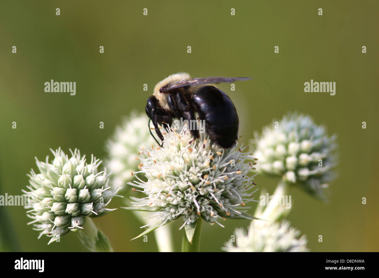 Bumblebee on rattlesnake master flower prairie Ohio Stock Photo