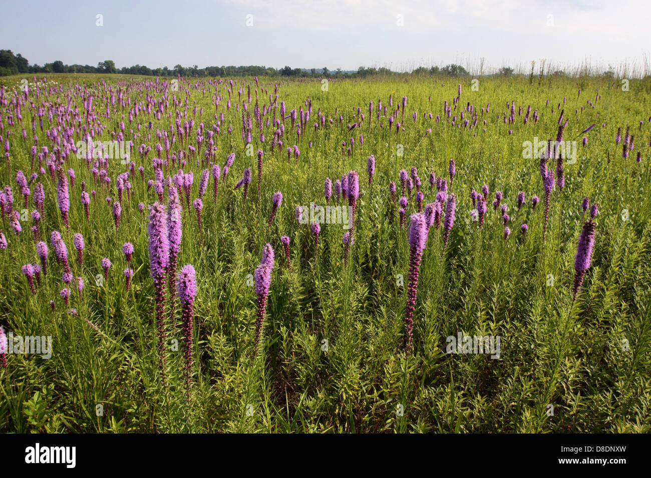 Blasing star flower restored prairie Ohio Stock Photo