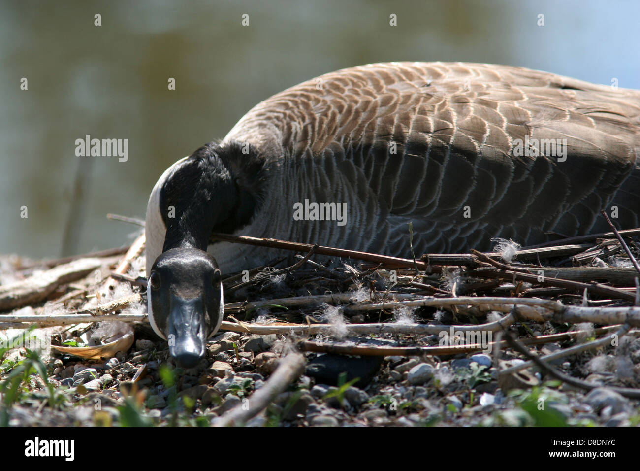 Canadian goose miami hotsell