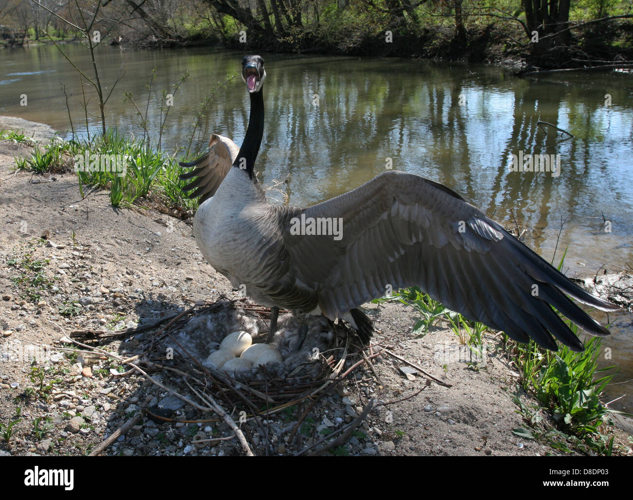 Canada goose defending nest sand bar Little Miami River Ohio Stock Photo -  Alamy