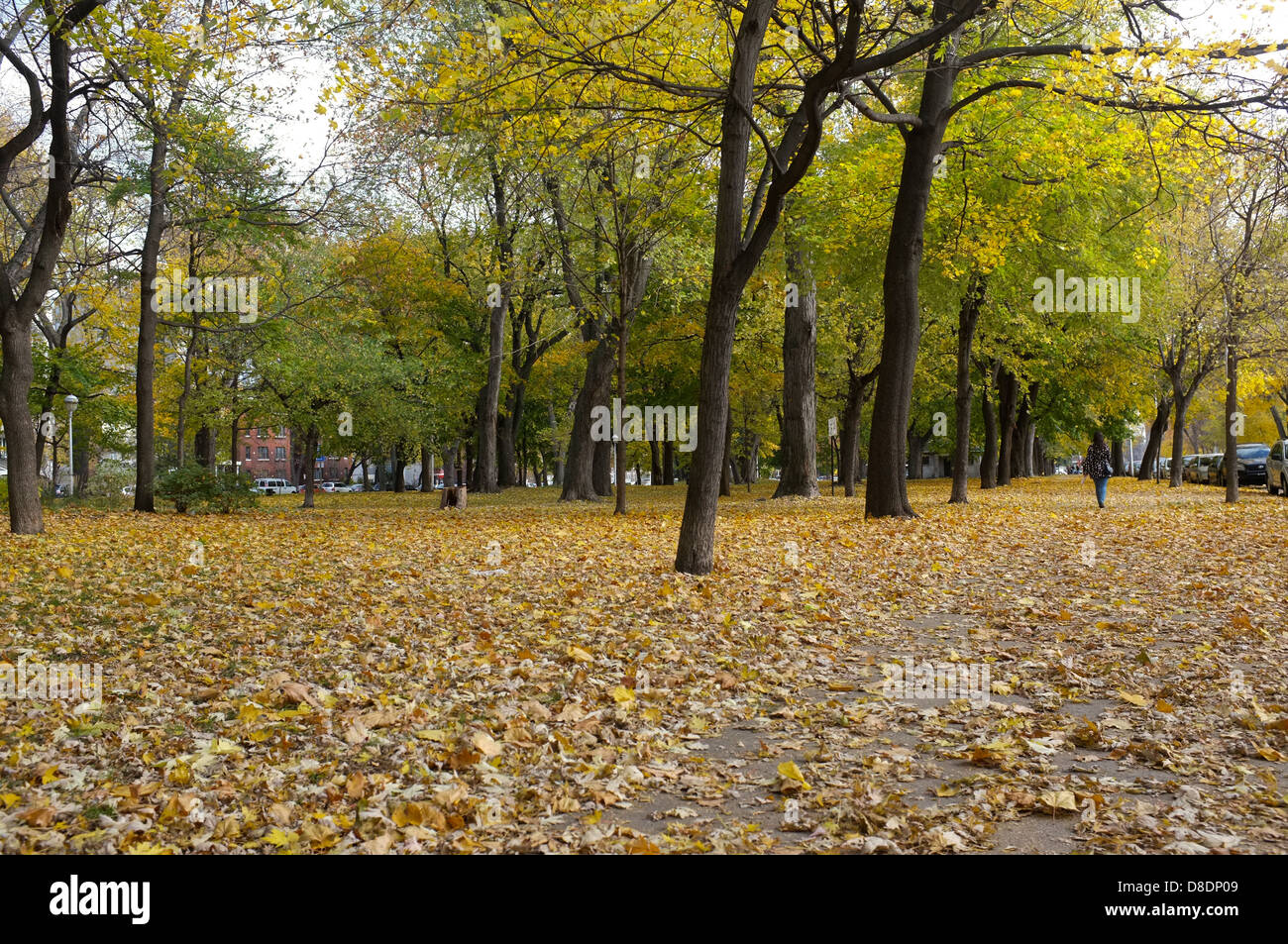 Leaves changing their colour during the fall season in the Plateau of