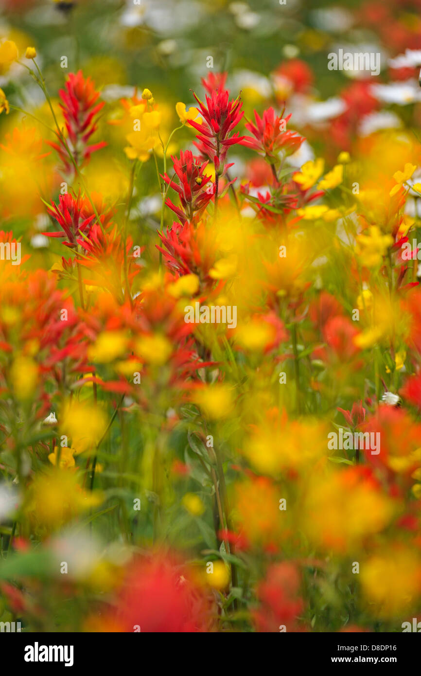 British columbia wildflowers hi-res stock photography and images - Alamy