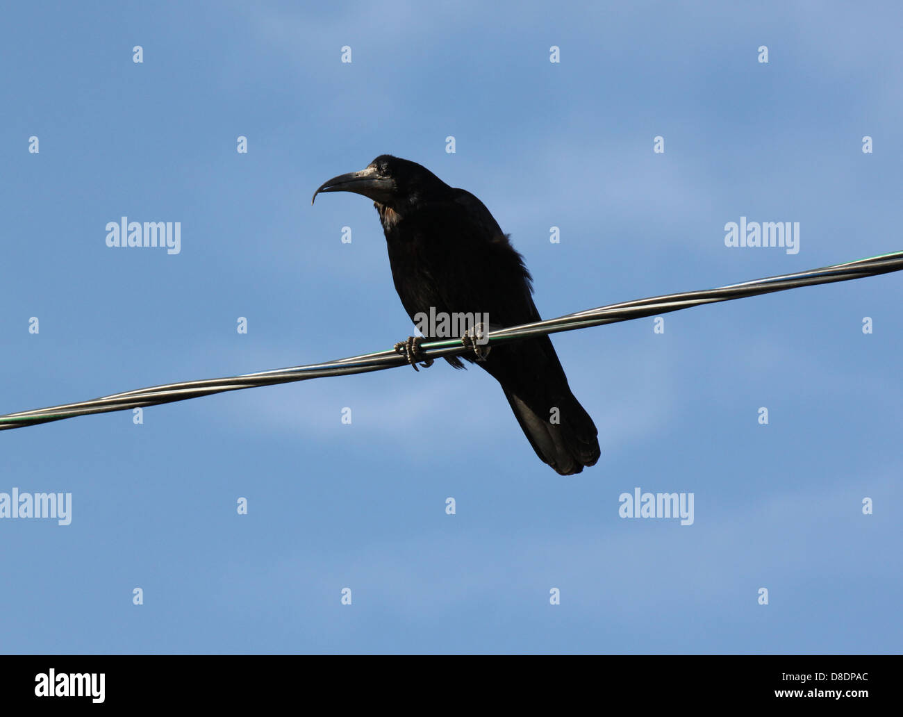 black raven on cable over blue sky Stock Photo