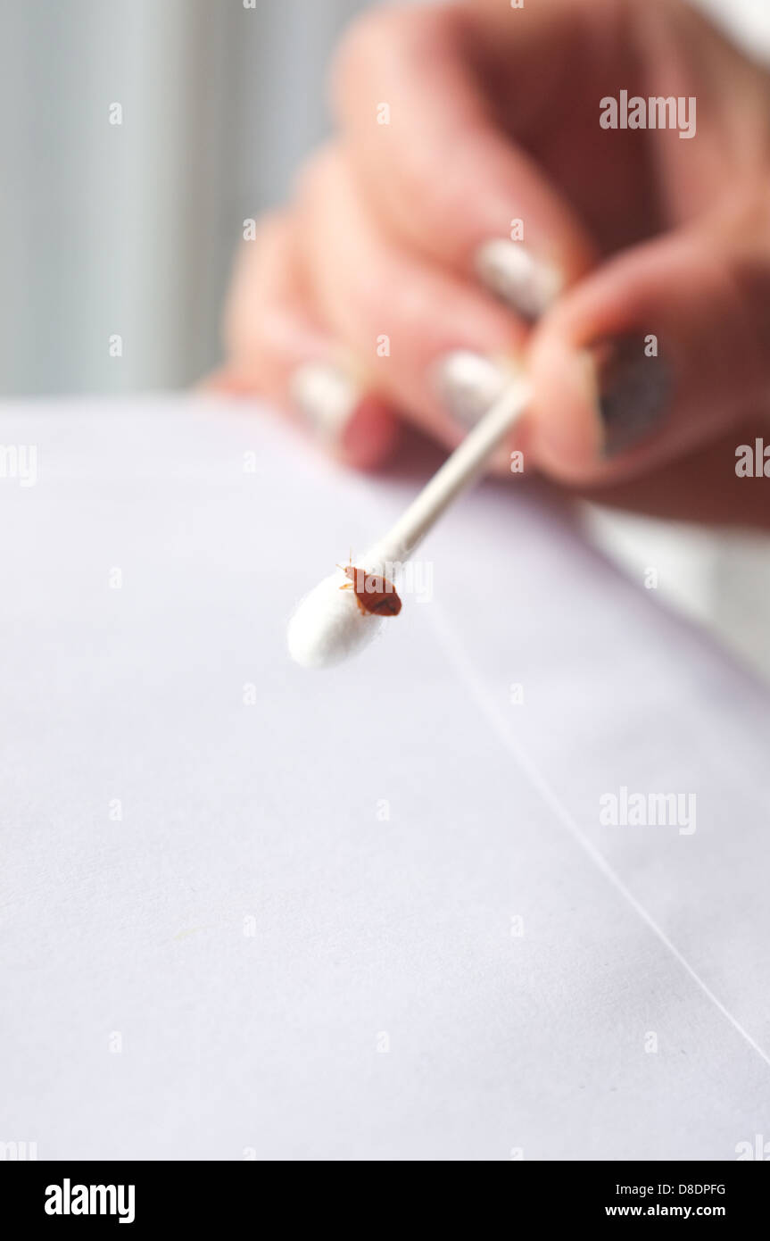 Bed bugs are parasitic insects that feed on blood and a growing problem in some of Canada's biggest cities. Stock Photo