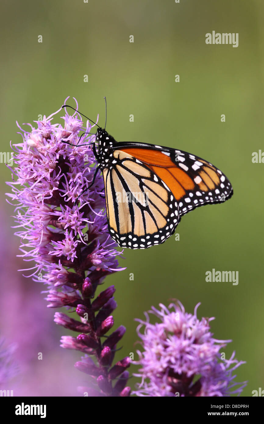 Monarch butterfly Blasing star flower restored prairie Ohio Stock Photo