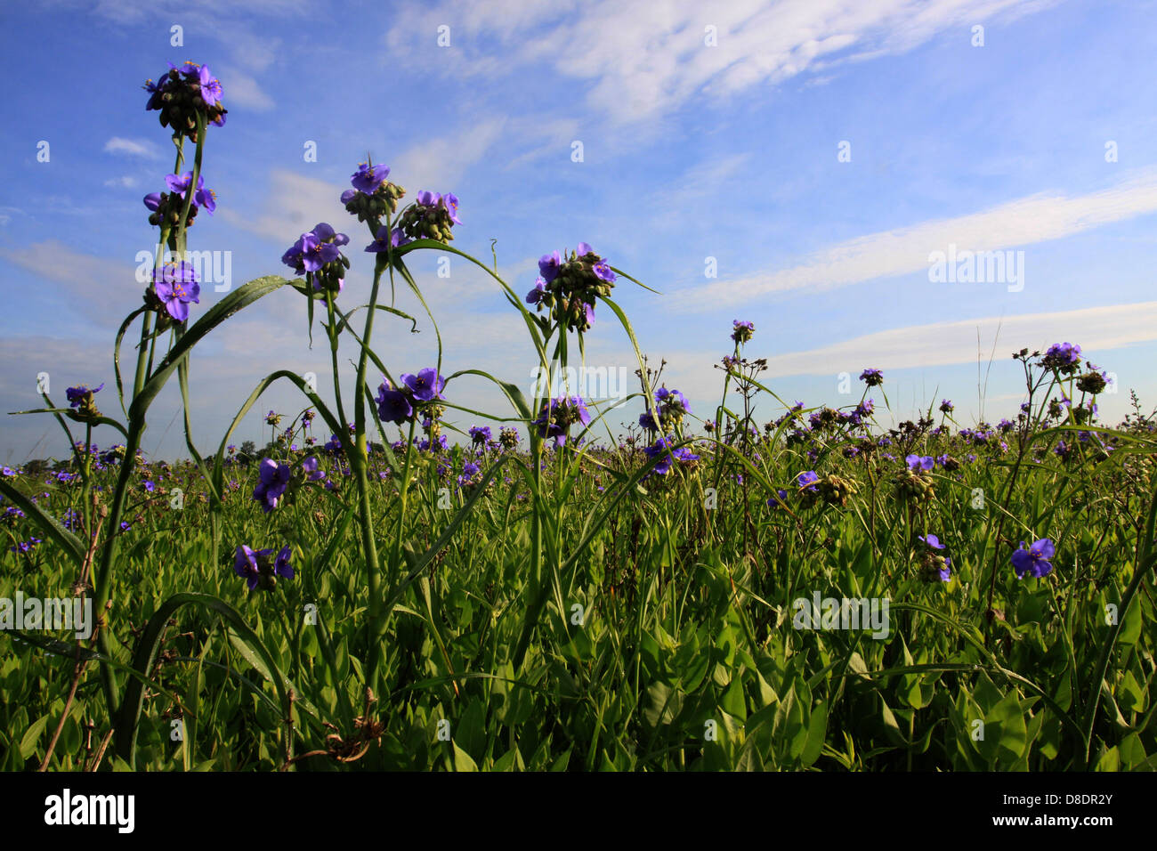 Ohio Spiderwort restored prairie Ohio flower Stock Photo