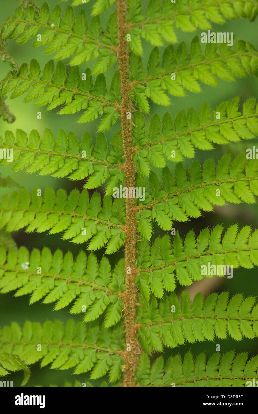 Woodland fern hi-res stock photography and images - Alamy