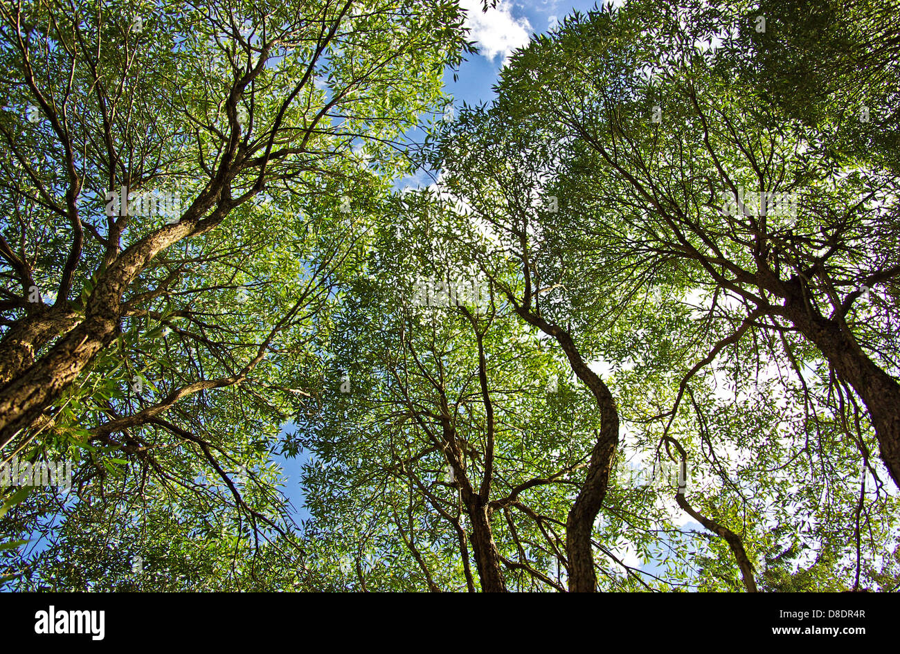 Canopy of crack willow trees Stock Photo