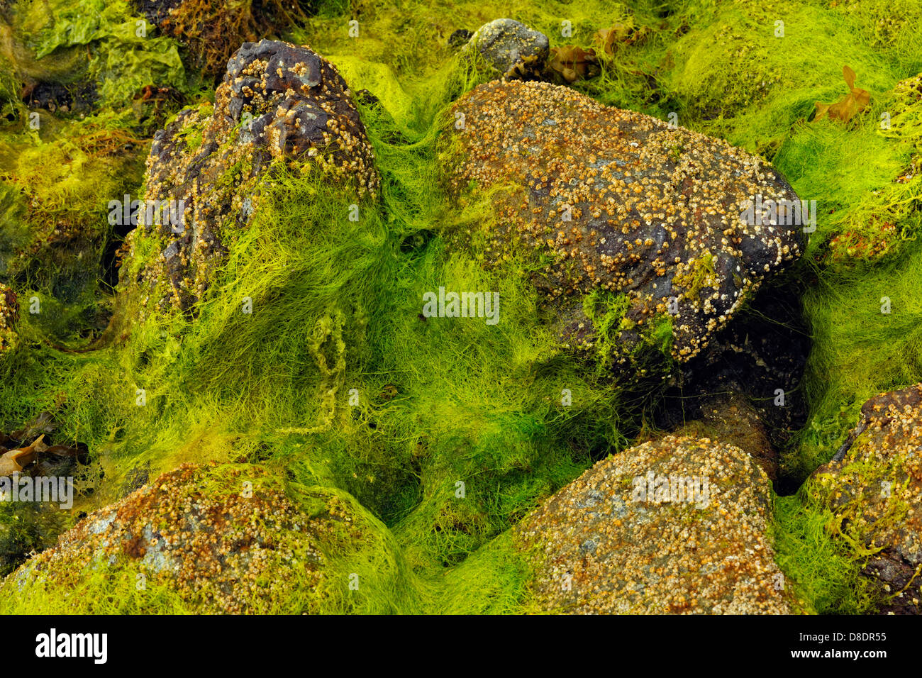 Sea moss Cladophora sp. Haida Gwaii, Queen Charlotte Islands, Gwaii Haanas National Park, British Columbia, Canada Stock Photo
