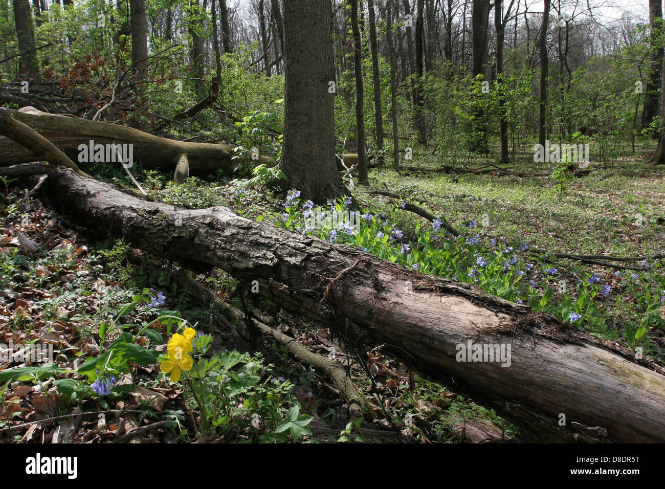 Large flower white Trillium Phlox spring flower woodland Ohio beech trees deciduous Stock Photo