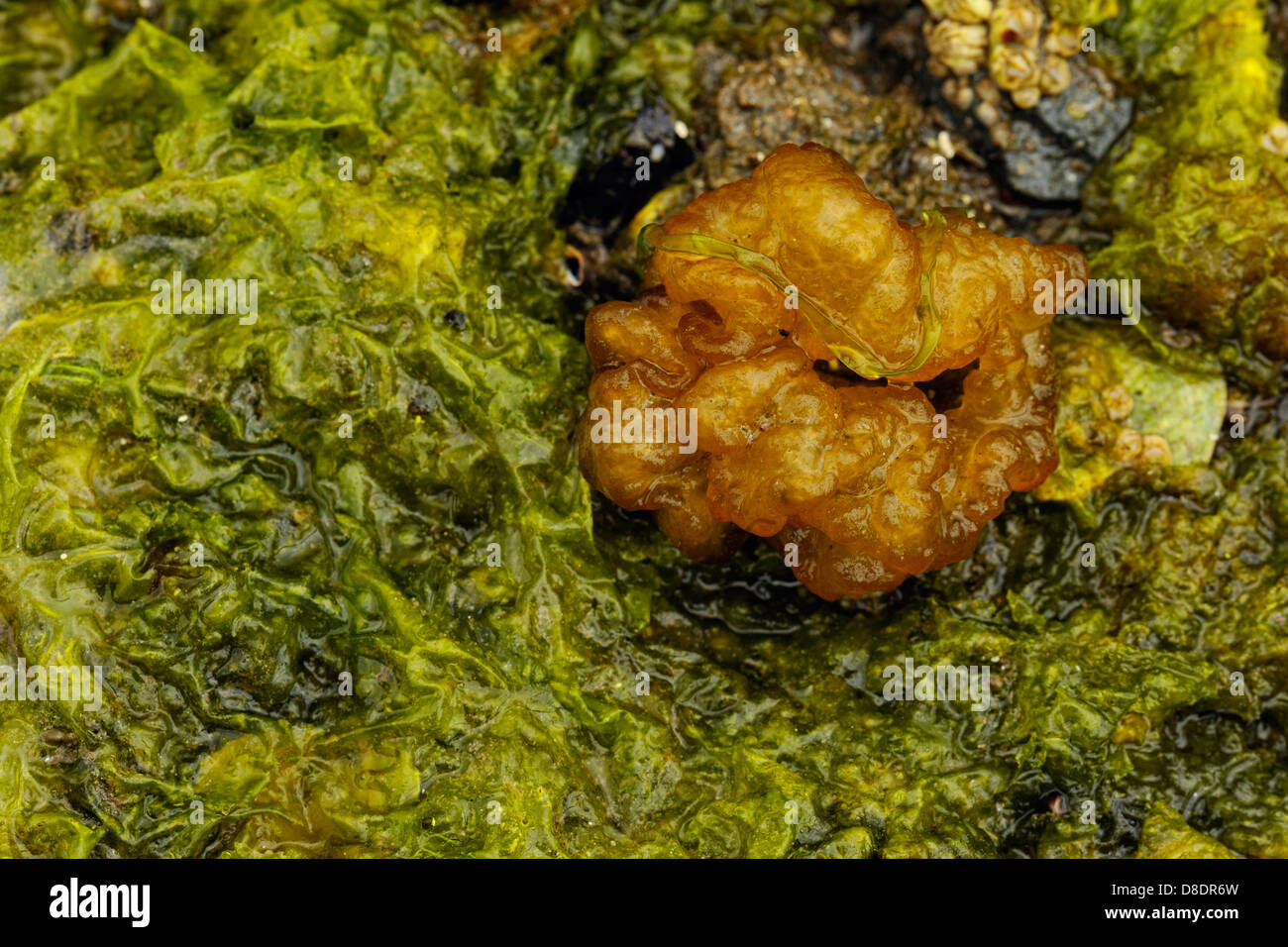 Sea cauliflower Maiden hair sea lettuce Haida Gwaii, Gwaii Haanas National Park, BC, Canada Stock Photo
