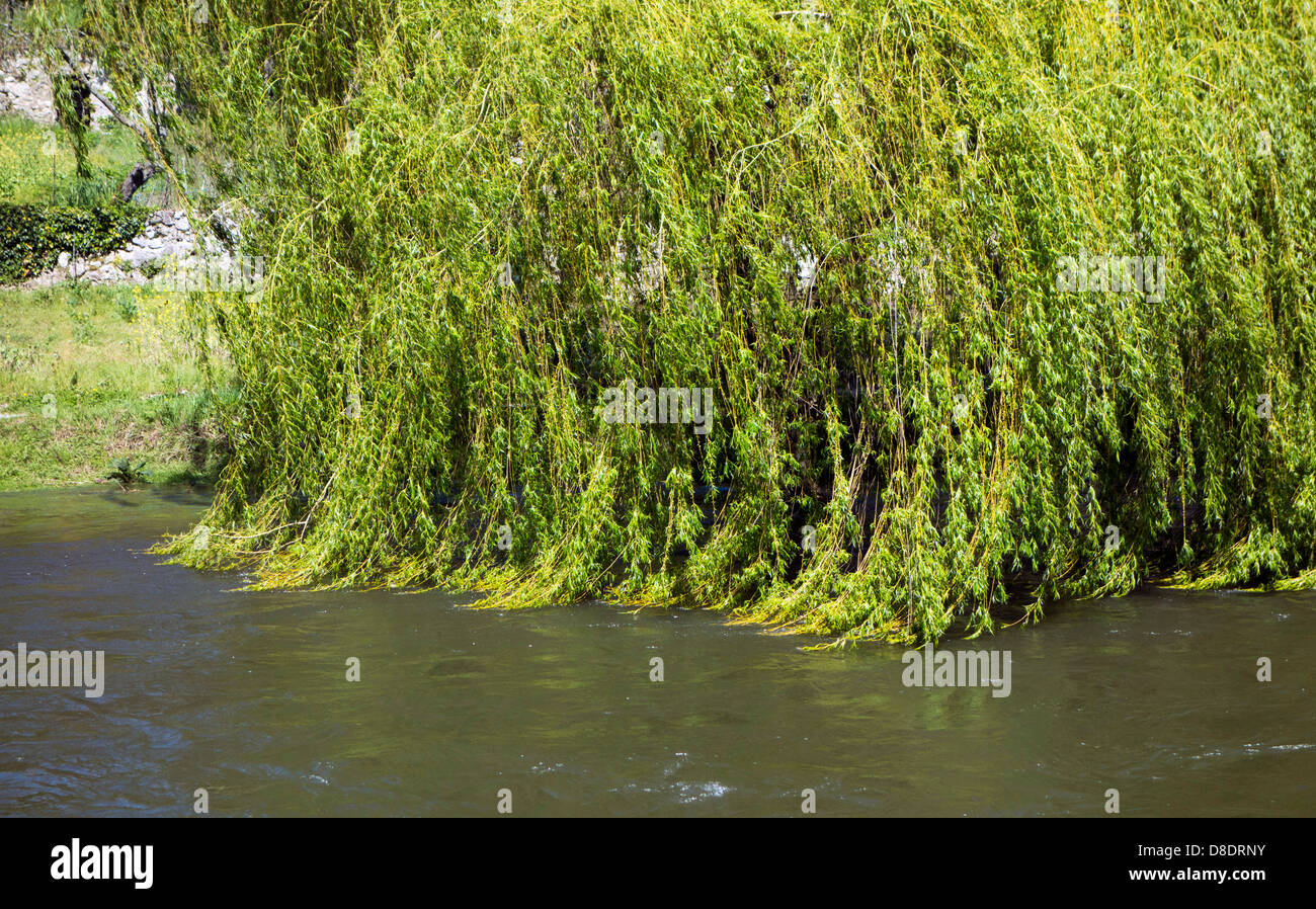Weeping willow with branches danging in river Stock Photo - Alamy
