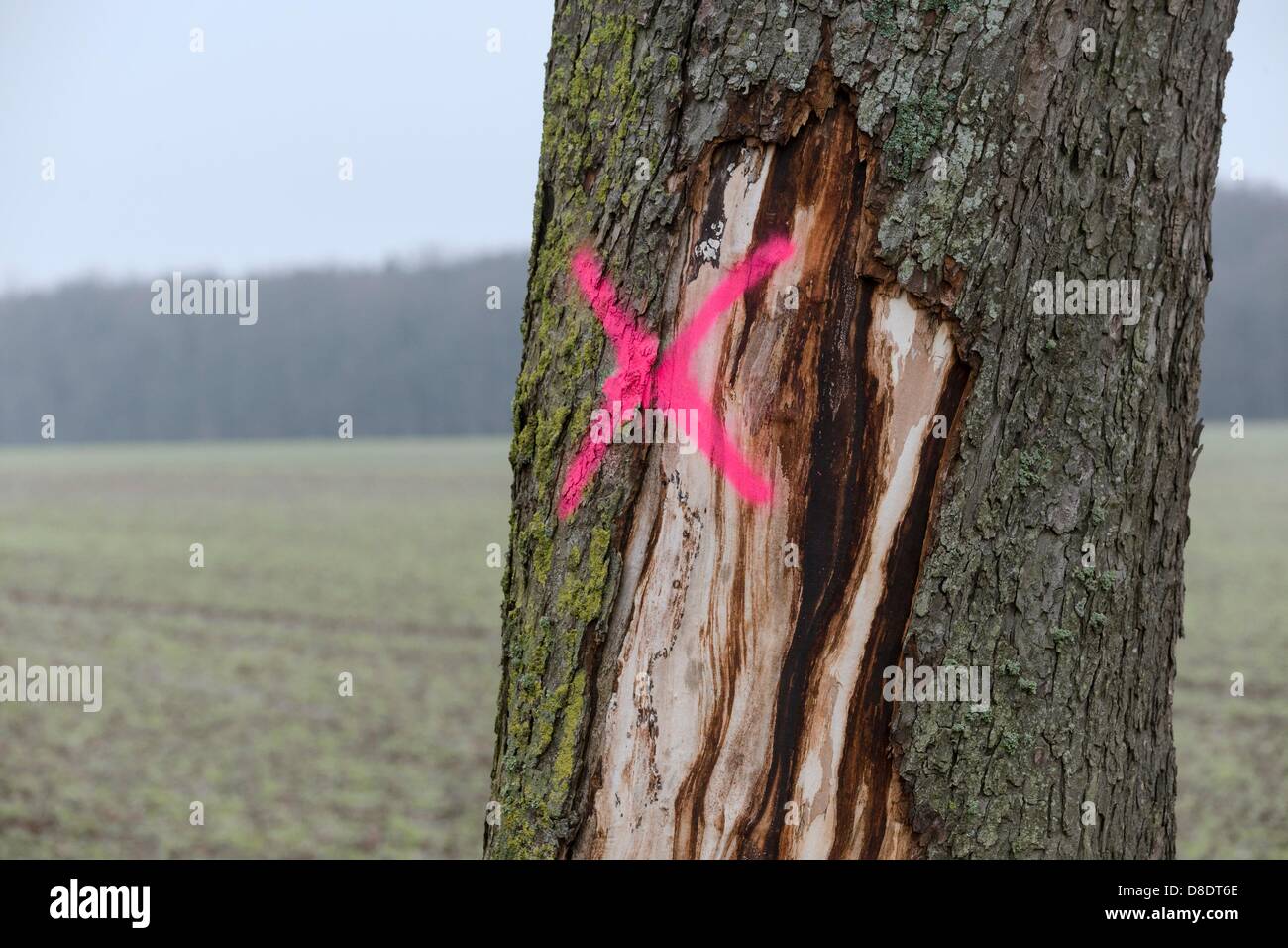 A tree damaged in an automobile accident is marked to be cut down on an avenue near Bad Segeberg, Germany, 25 May 2013. Photo: Markus Scholz Stock Photo