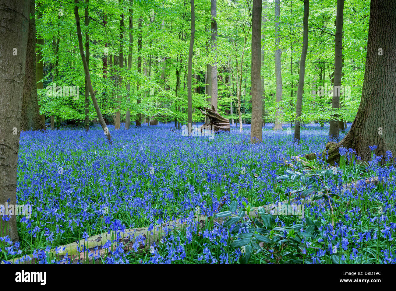 Carpet of Bluebells in woodland, Buckinghamshire, UK, England Stock Photo