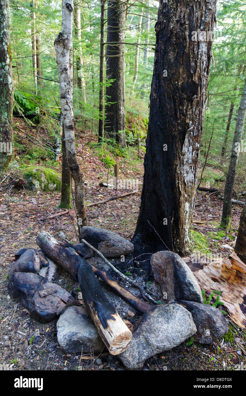 Hardwood tree that has been burned from a campfire Stock Photo Alamy