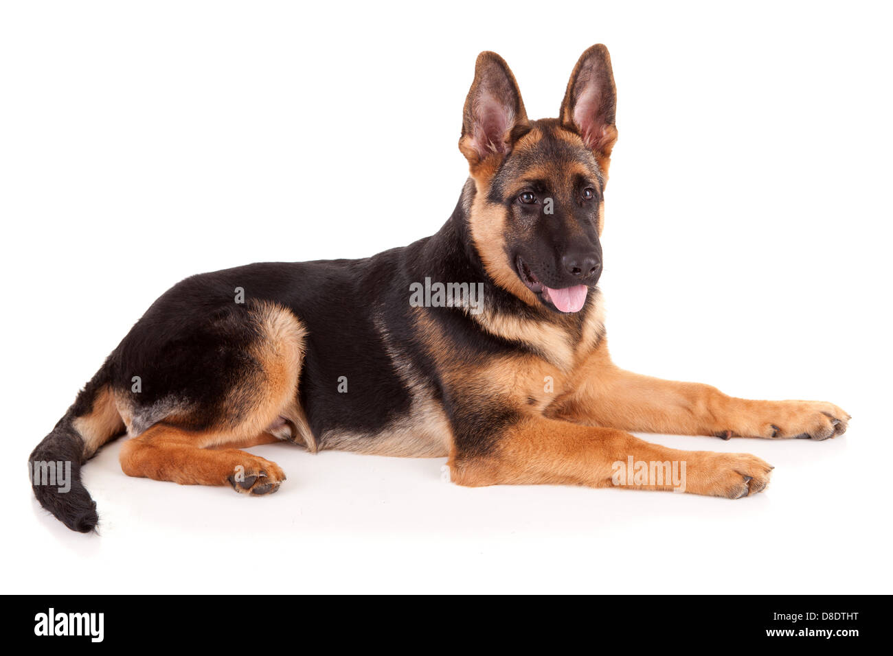 German Shepherd dog, isolated over white Stock Photo