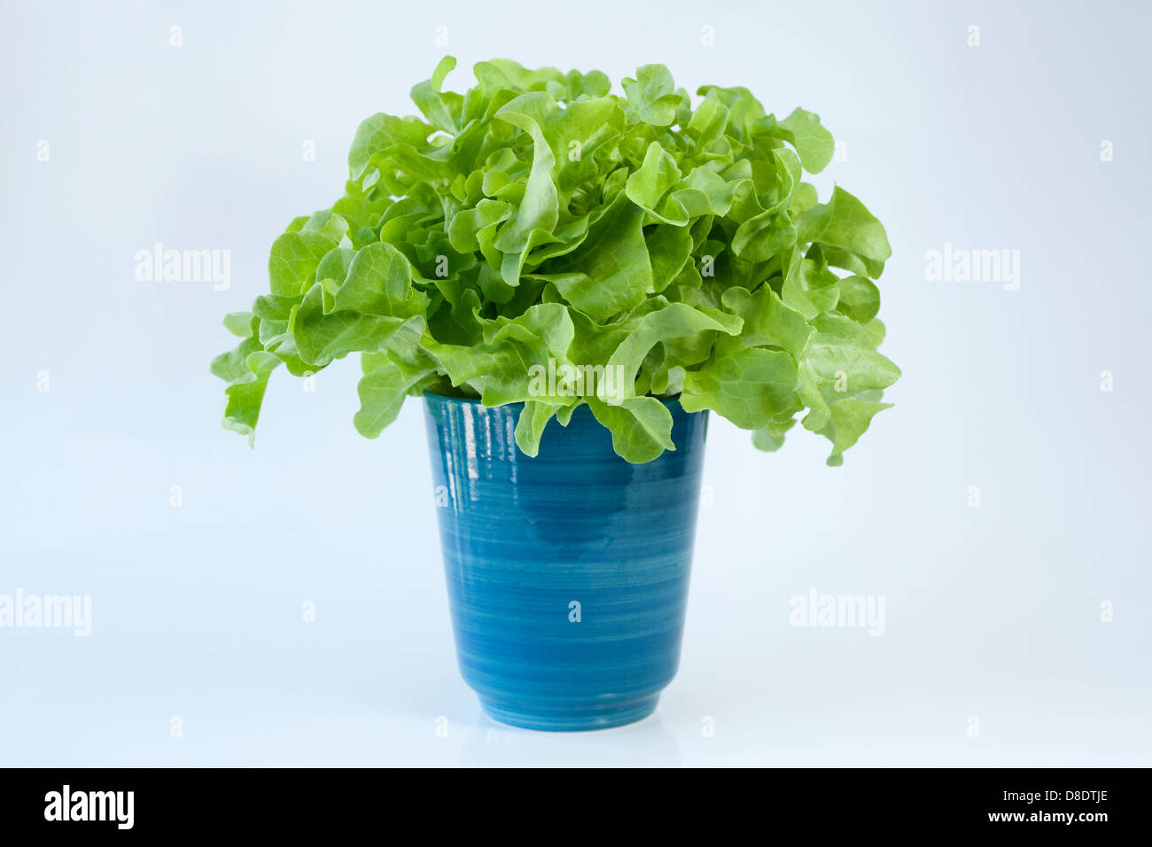 Fresh lettuce in blue vase Stock Photo