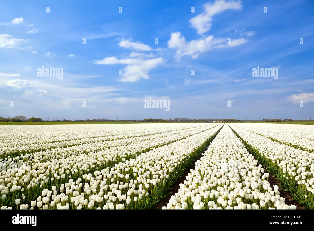 field with white tulips and blue sky, Alkmaar Stock Photo - Alamy