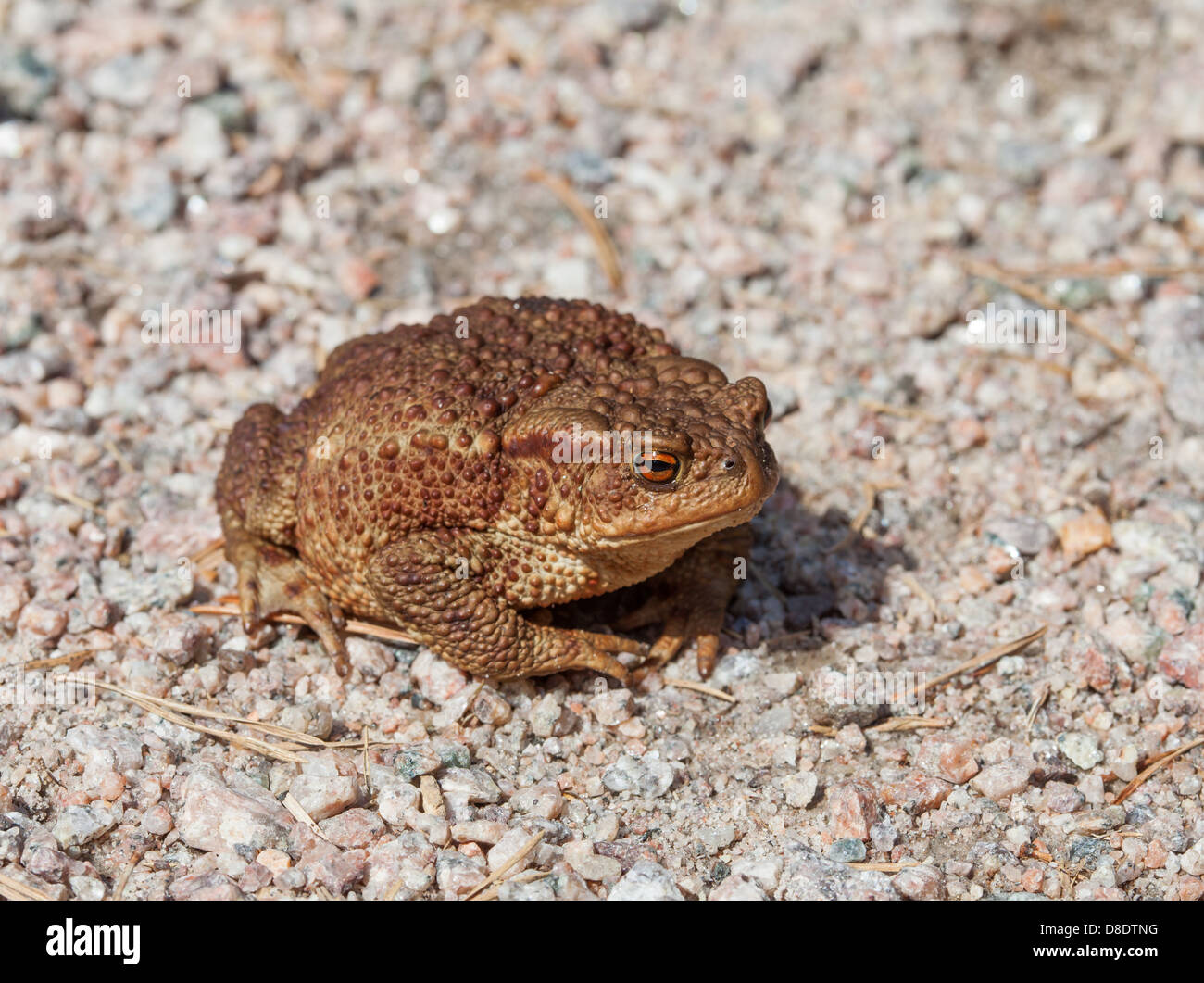 Common Toad Stock Photo