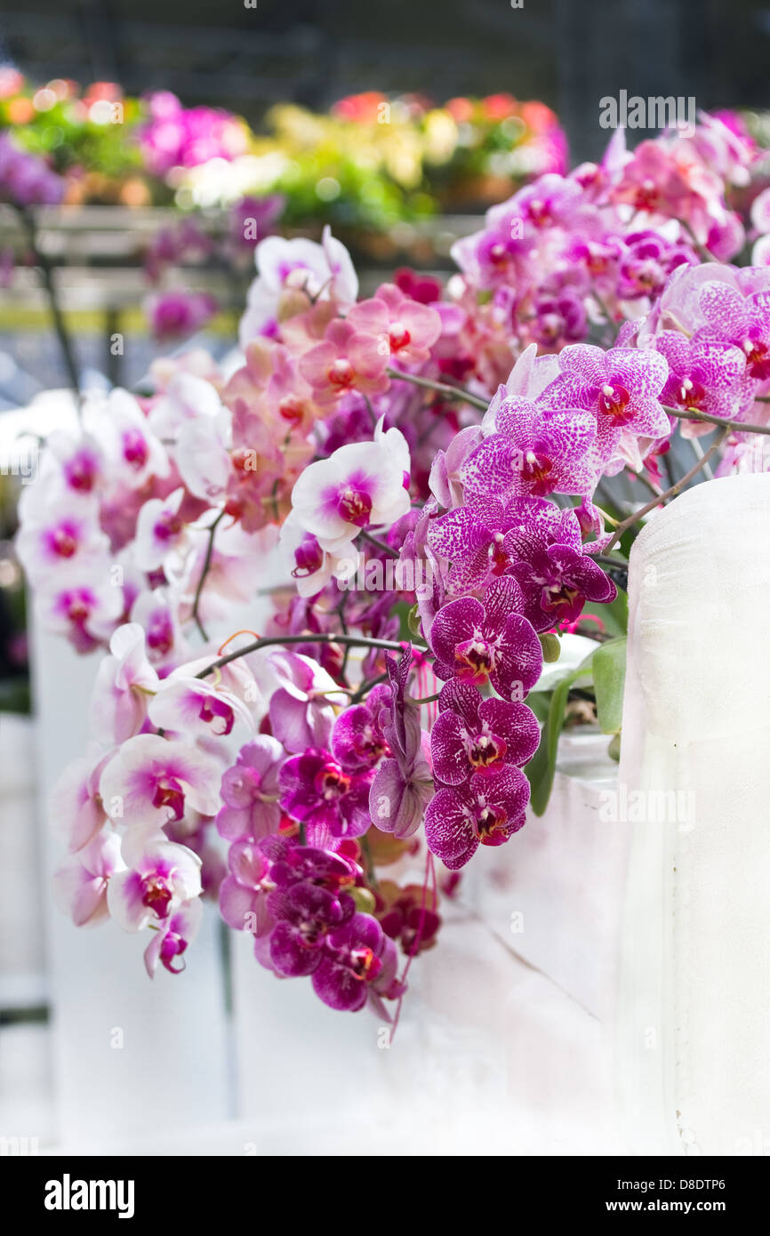 Show of colorful moth orchids decoration Stock Photo