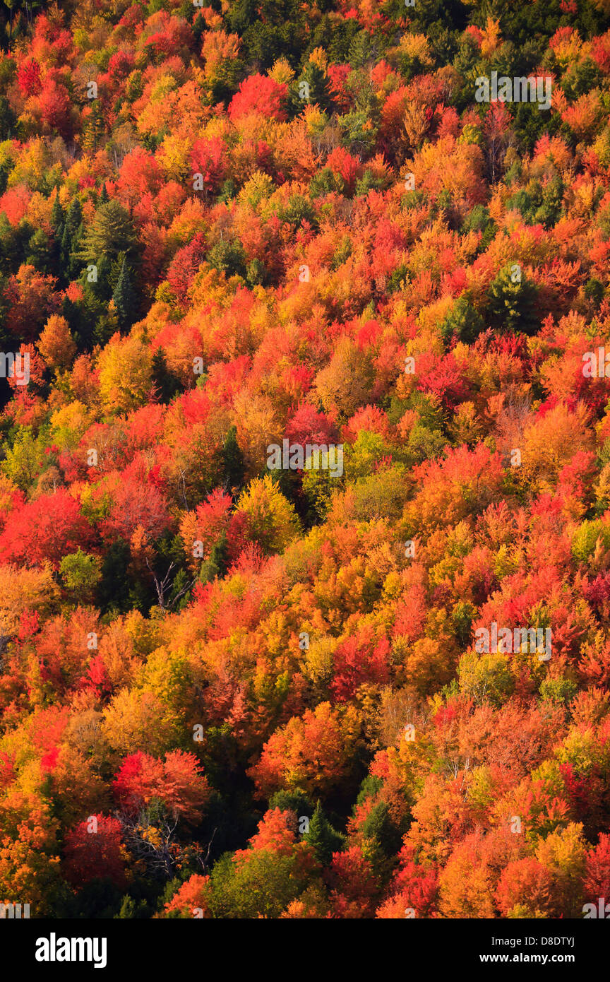 Aerial View Of Fall Foliage, Stowe, Vermont, USA Stock Photo - Alamy