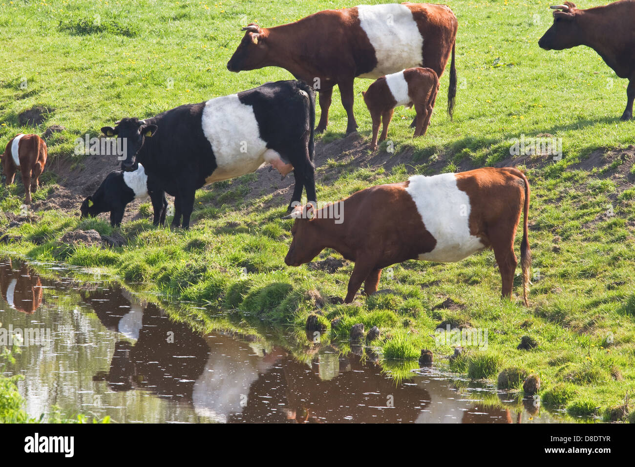 Dutch Belted or Lakenvelder cows - an old and rare breed of Dutch dairy
