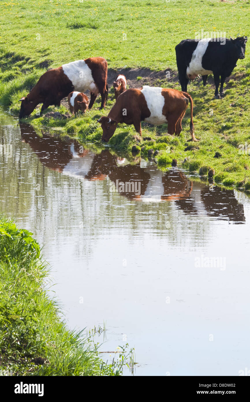 Breed of dairy cattle hires stock photography and images Alamy