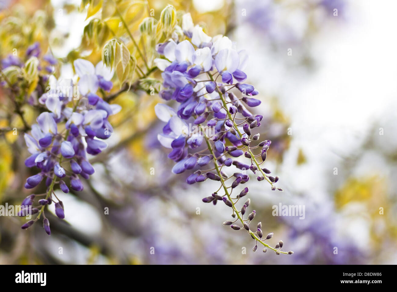 Chinese Wisteria or Wisteria sinensis flowering in spring - horizontal image Stock Photo