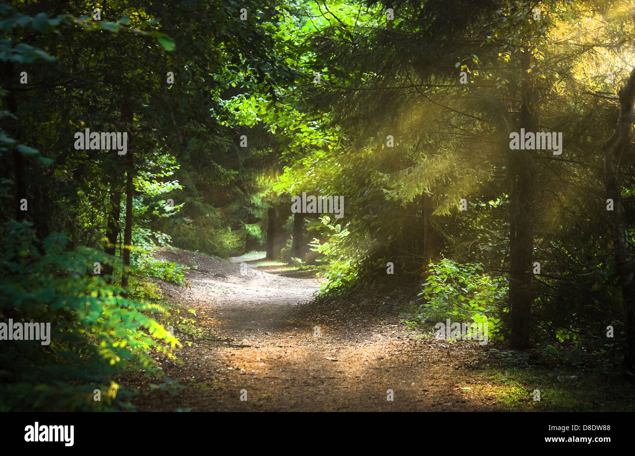 Sunbeams through the trees on early morning in the forest Stock Photo ...