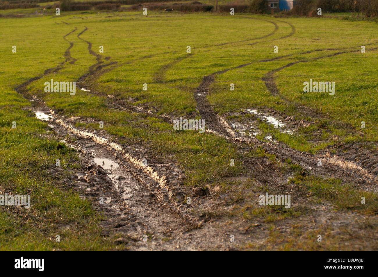 Muddy tracks lead into a field Stock Photo Alamy